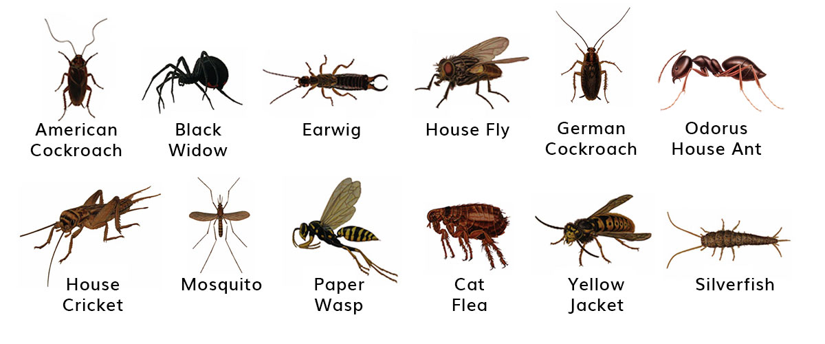 insects commonly found in Moapa Valley, Nevada